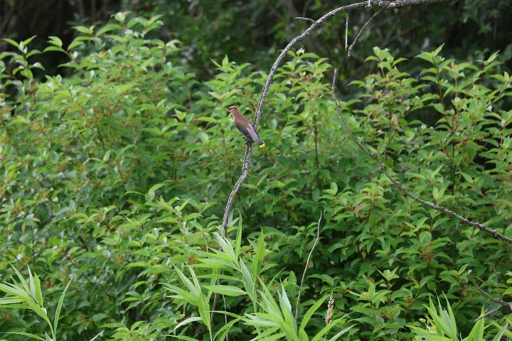 Cedar Waxwing