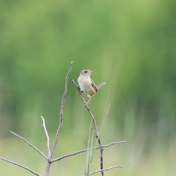 Sedge Wren