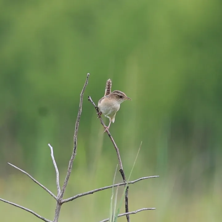 Sedge Wren