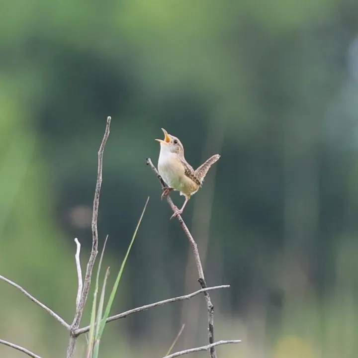 Sedge Wren