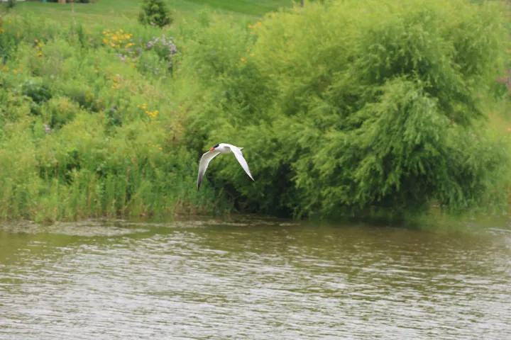 Caspian Tern
