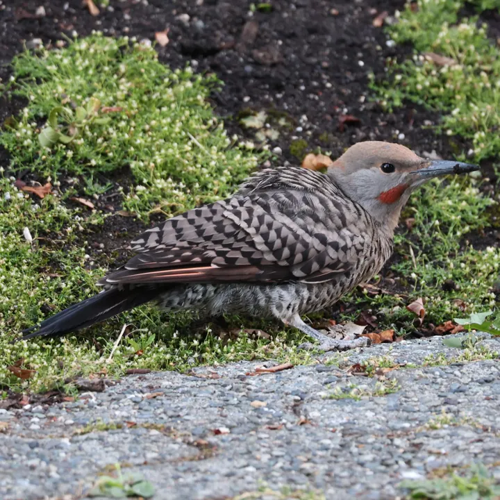 Northern Flicker
