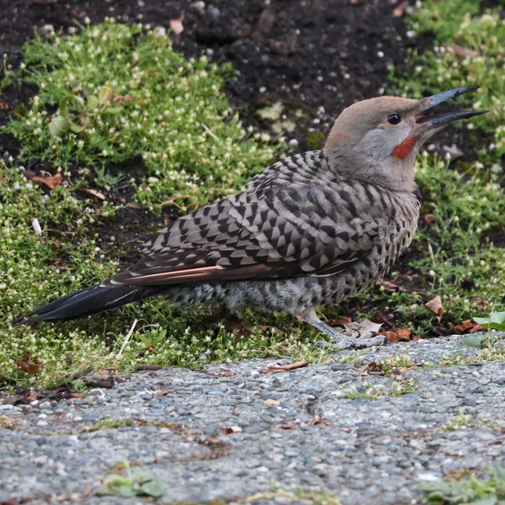 Northern Flicker