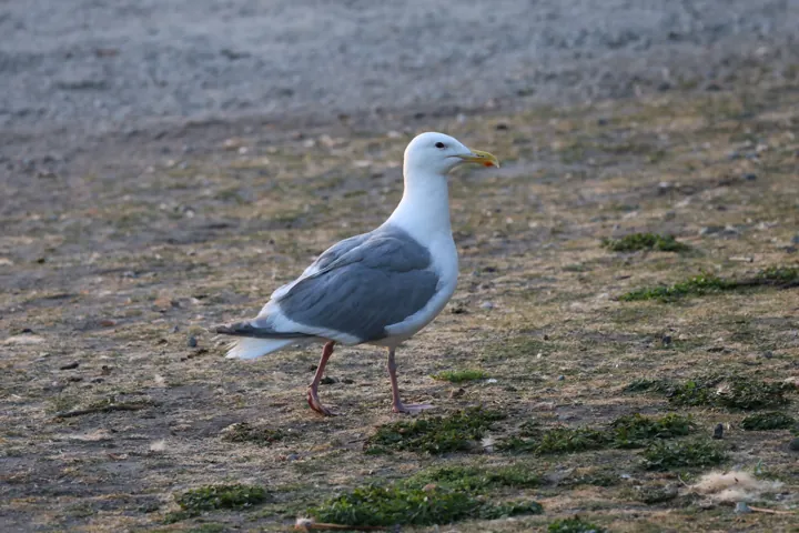 Glaucous-winged Gull