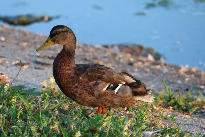 Mallard
