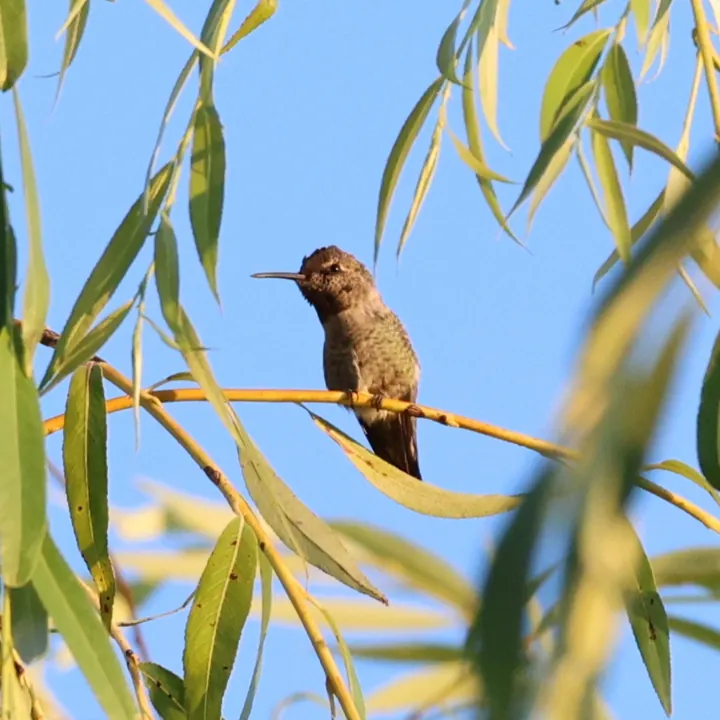 Anna's Hummingbird