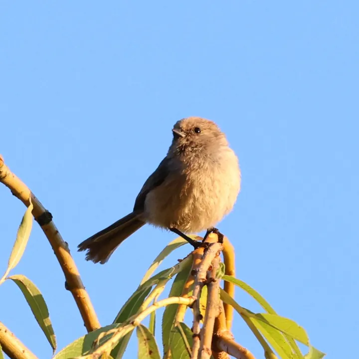 Bushtit