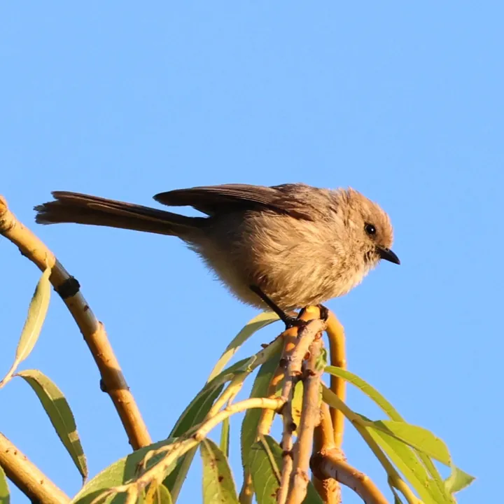 Bushtit