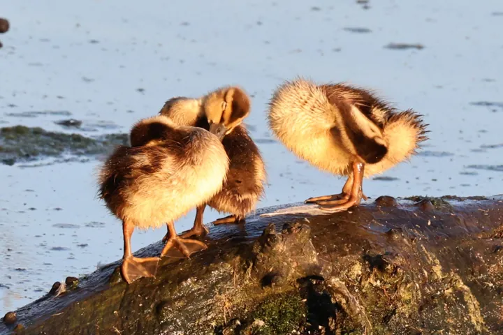 Mallard