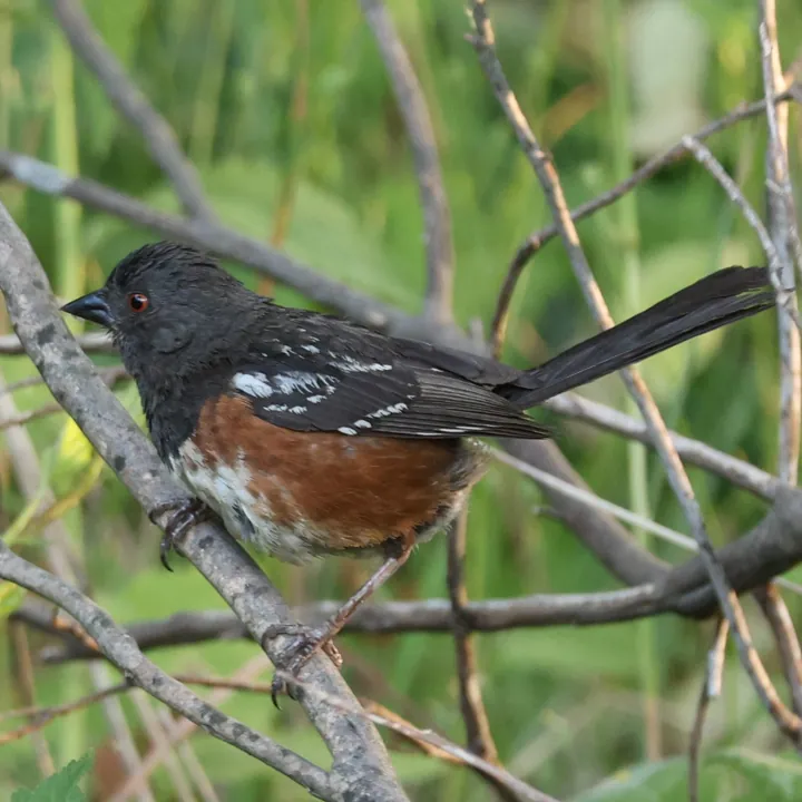 Spotted Towhee