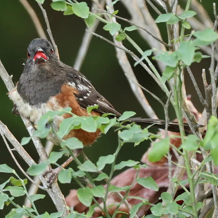 Spotted Towhee