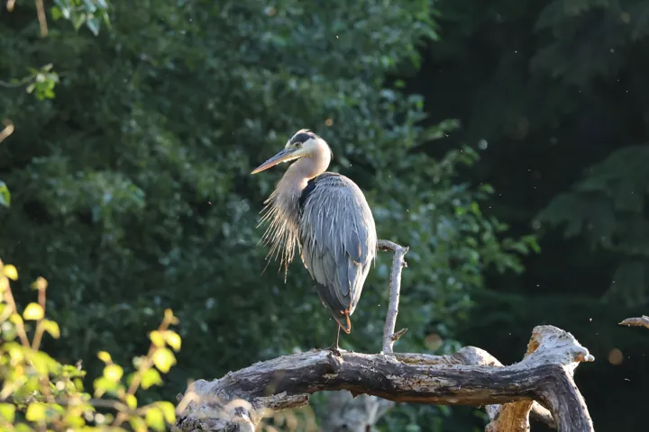 Great Blue Heron