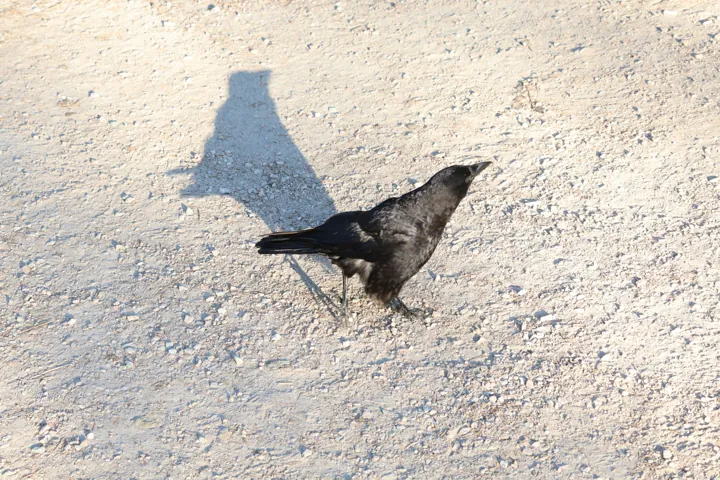 American Crow
