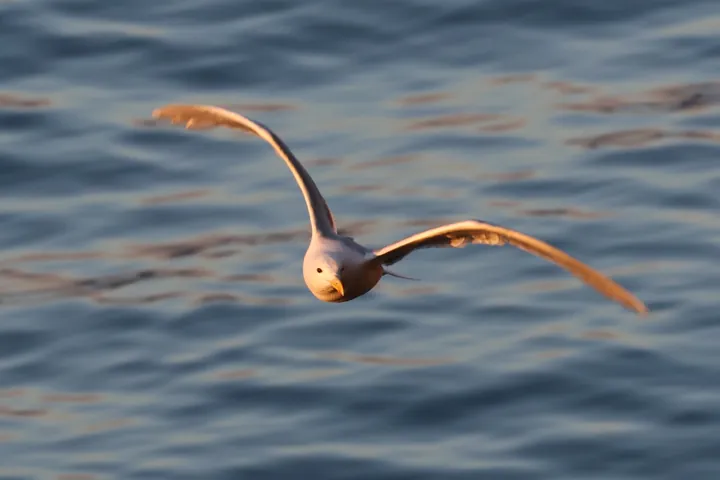 Glaucous-winged Gull