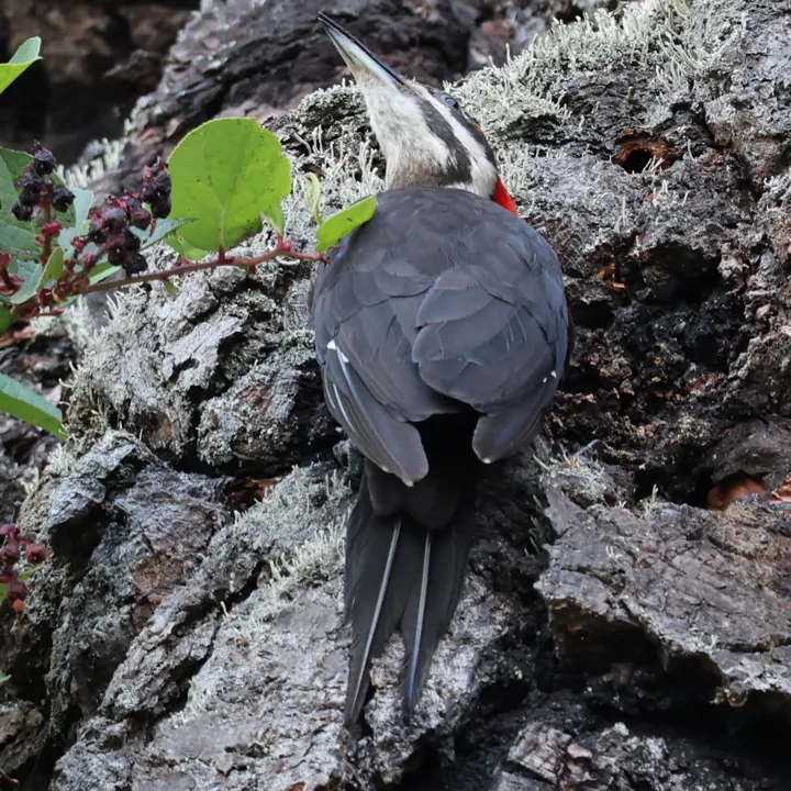 Pileated Woodpecker