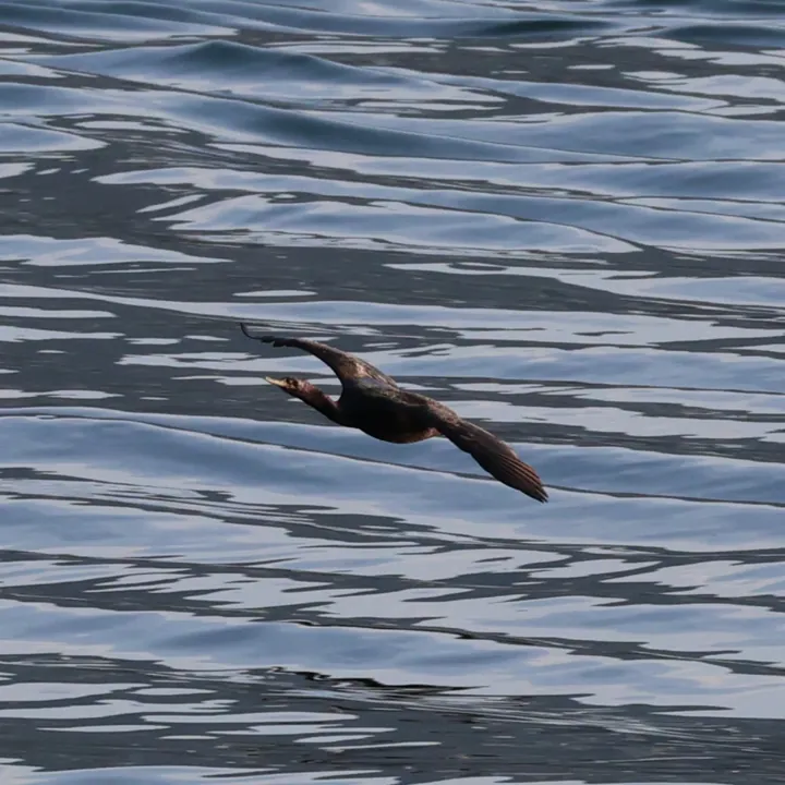 Pelagic Cormorant