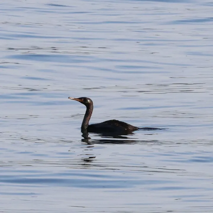 Pelagic Cormorant