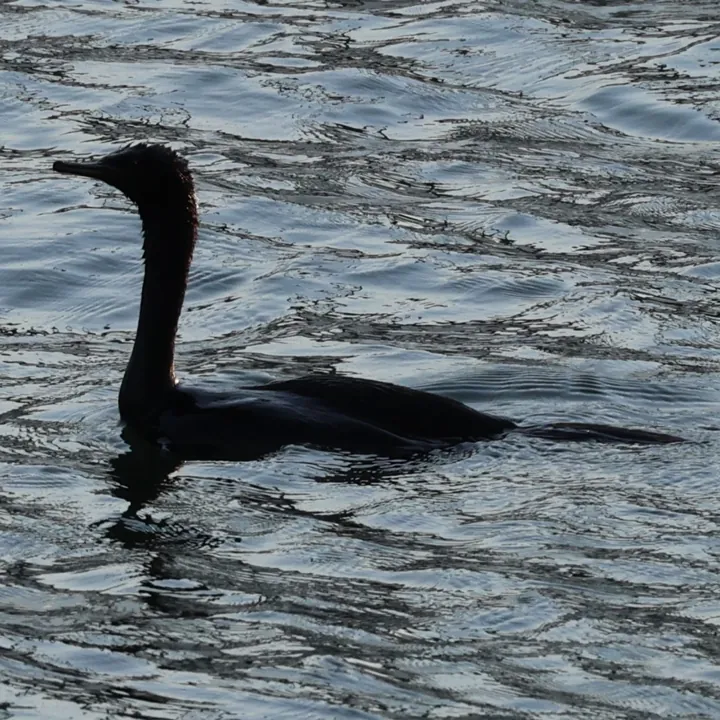 Pelagic Cormorant