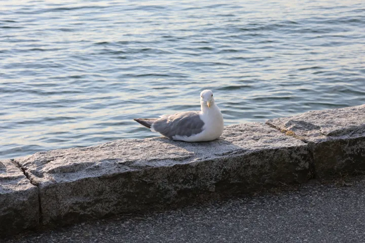 Glaucous-winged Gull