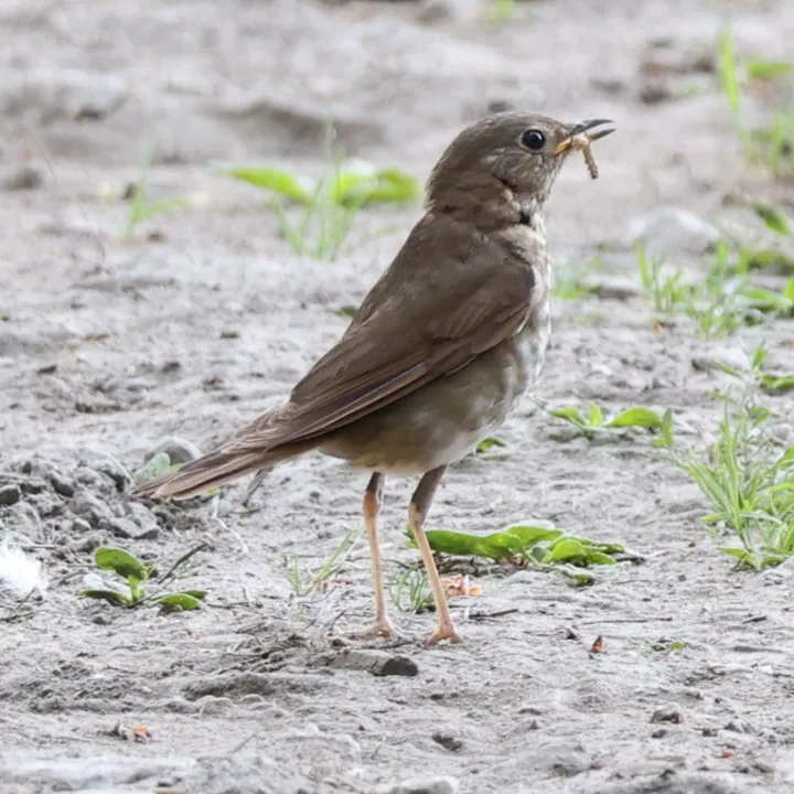 Swainson's Thrush