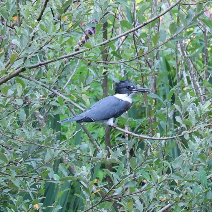 Belted Kingfisher