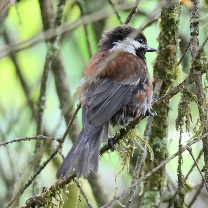 Chestnut-backed Chickadee