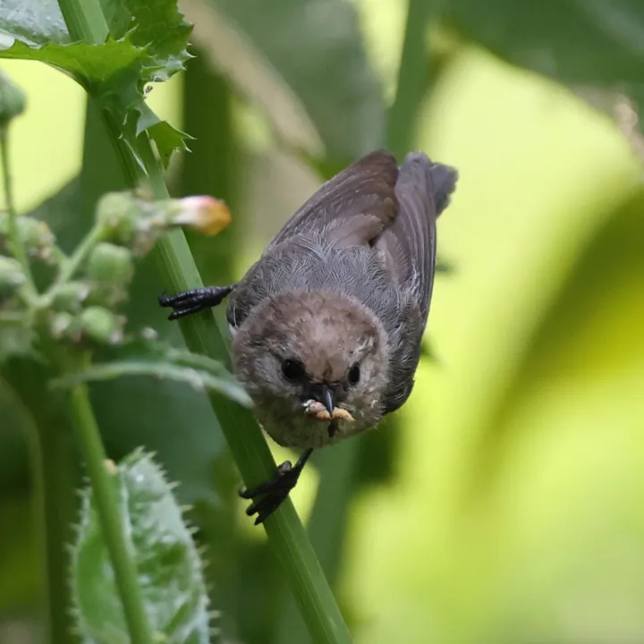 Bushtit