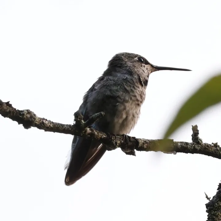 Anna's Hummingbird
