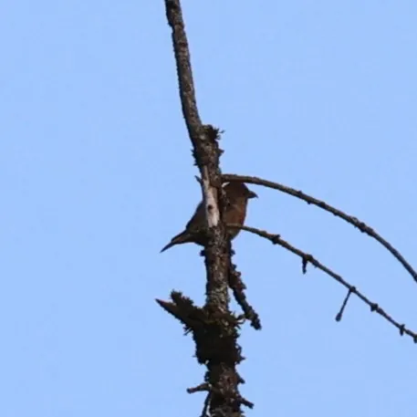 Red Crossbill