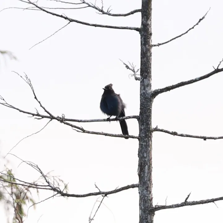 Steller's Jay