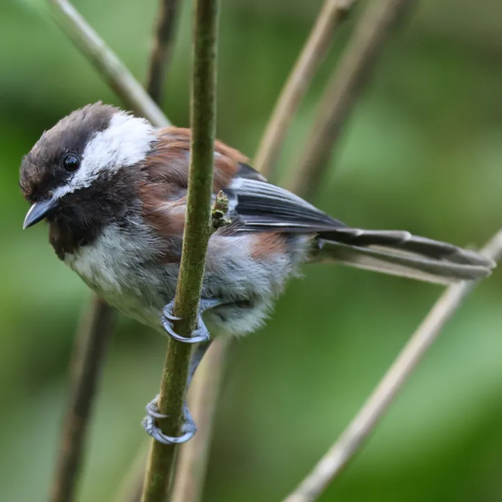 Chestnut-backed Chickadee
