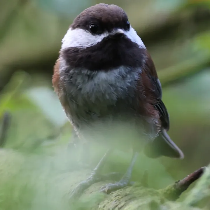Chestnut-backed Chickadee