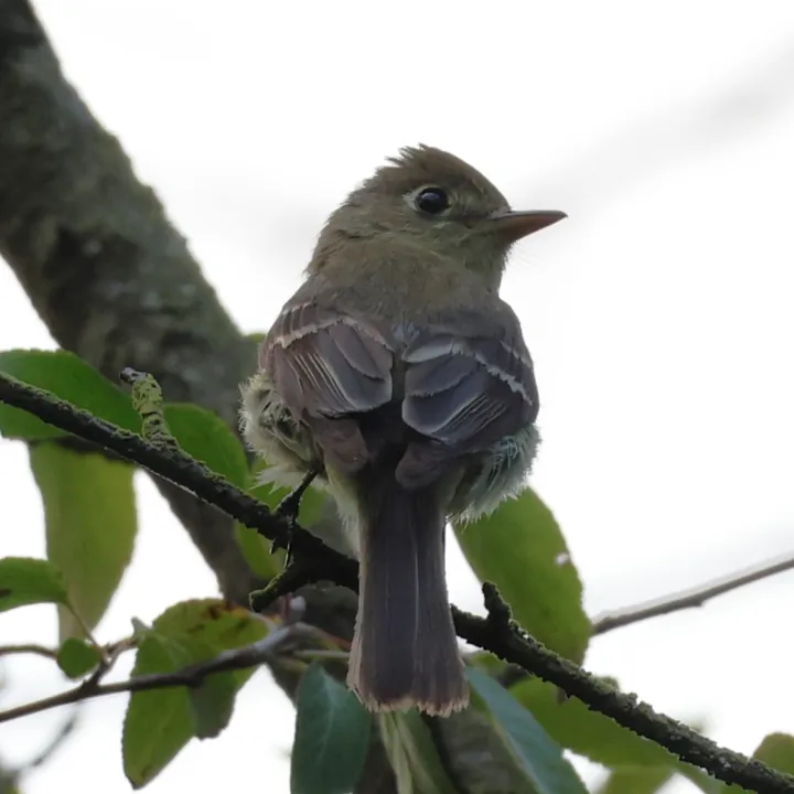 Western Flycatcher