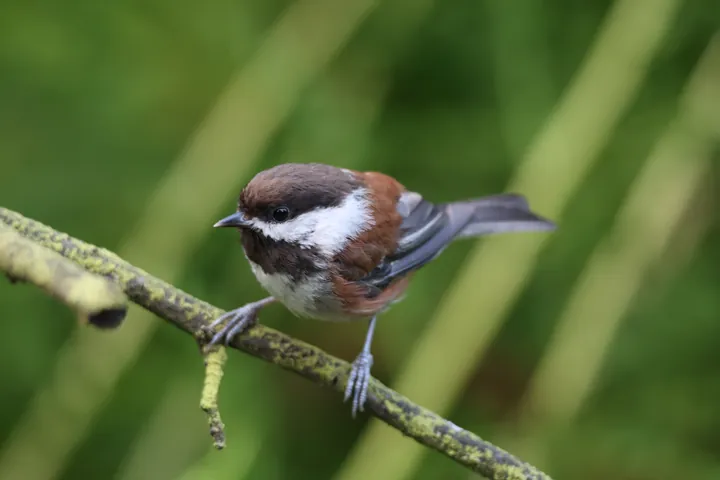 Chestnut-backed Chickadee