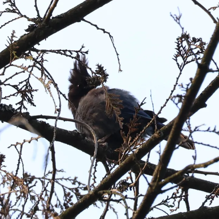 Steller's Jay