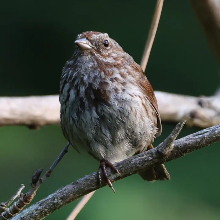 Song Sparrow