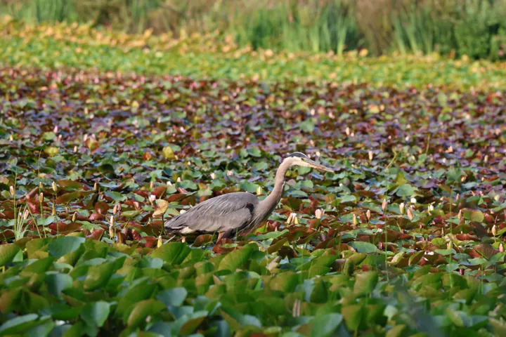 Great Blue Heron