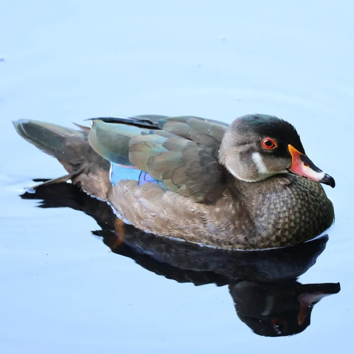 Wood Duck