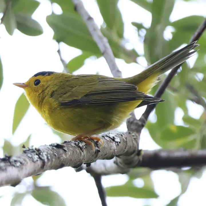 Wilson's Warbler