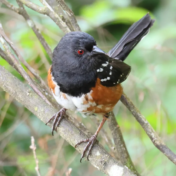 Spotted Towhee