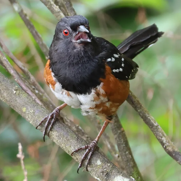 Spotted Towhee