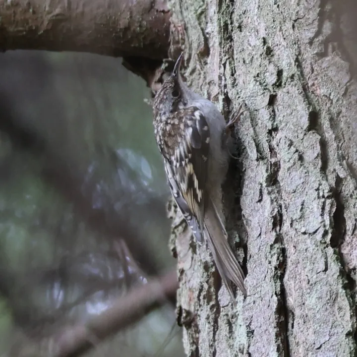 Brown Creeper