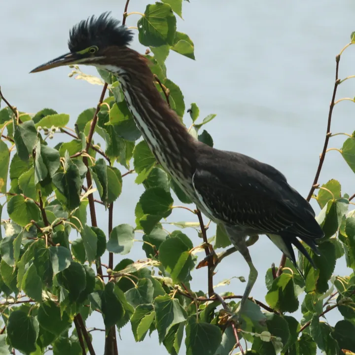 Green Heron