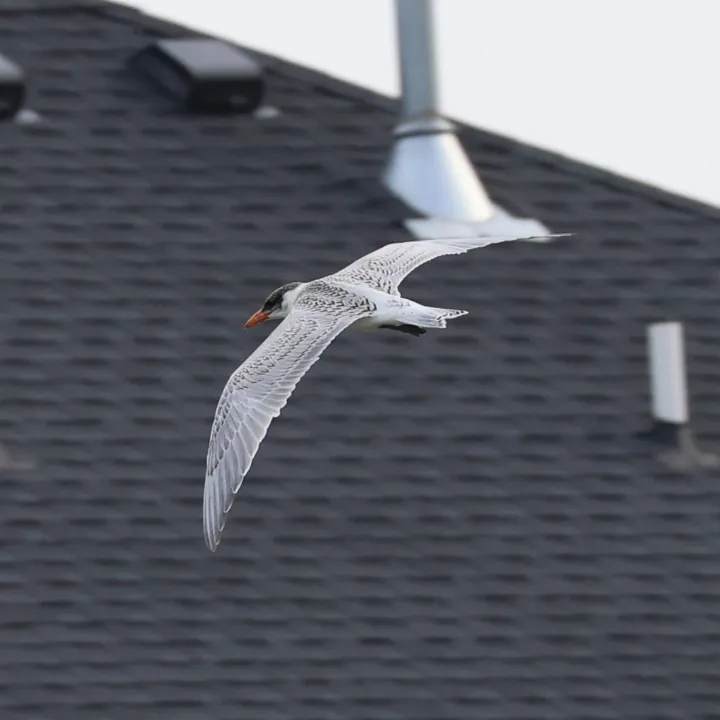 Caspian Tern