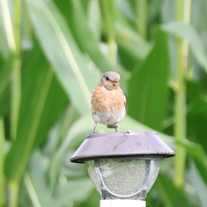Eastern Bluebird
