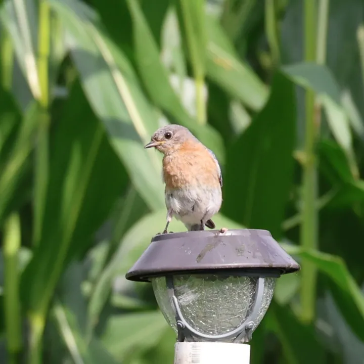Eastern Bluebird