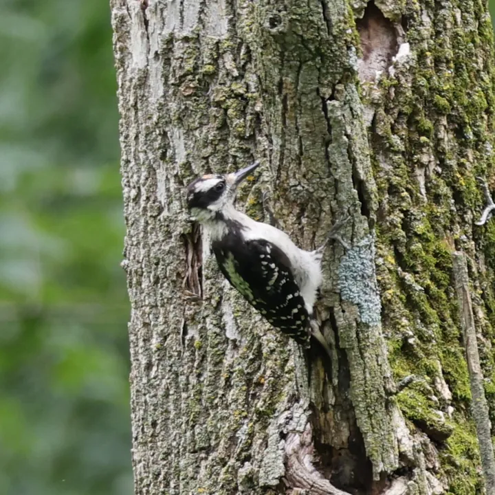 Hairy Woodpecker