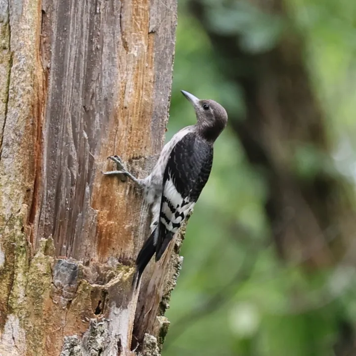 Red-headed Woodpecker