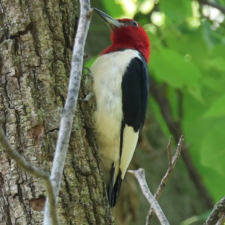 Red-headed Woodpecker