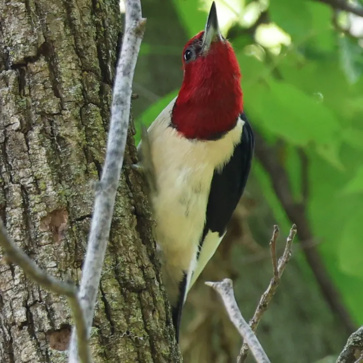 Red-headed Woodpecker